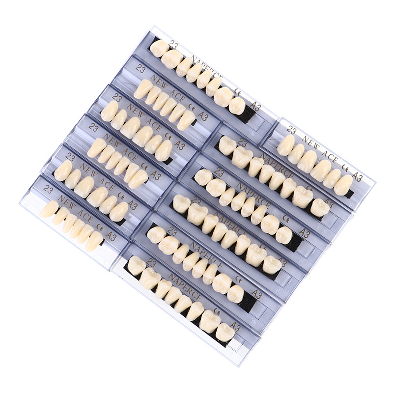 Model Kit Ixchel - 168pcs/box Dental Synthetic Resin Denture Teaching